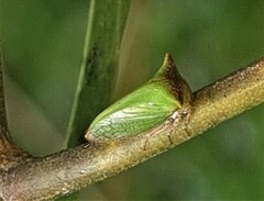 Sextius virescens