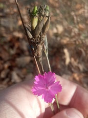 Dianthus borbasii
