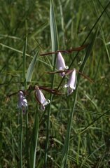 Cleistesiopsis bifaria