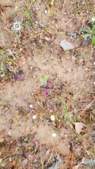 Parentucellia latifolia