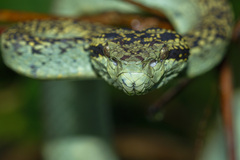 Craspedocephalus malabaricus