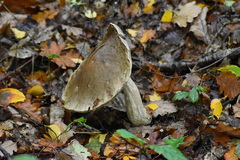 Leccinellum pseudoscabrum