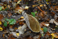 Leccinellum pseudoscabrum