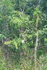 Tabernaemontana pandacaqui