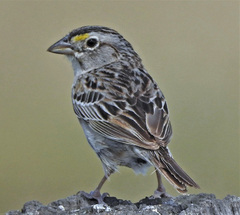 Ammodramus humeralis