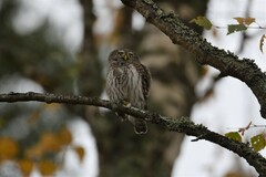 Glaucidium passerinum