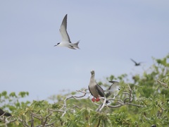 Onychoprion fuscatus