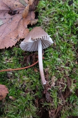 Mycena
