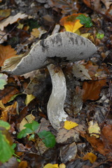 Leccinellum pseudoscabrum