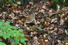 Leccinellum pseudoscabrum