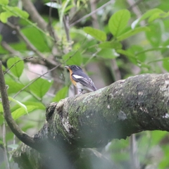 Ficedula mugimaki