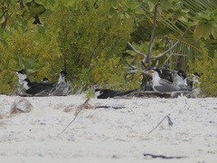 Onychoprion fuscatus