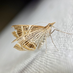 Phrataria transcissata