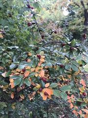Cotoneaster horizontalis