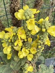 Verbascum densiflorum