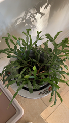 Schlumbergera truncata