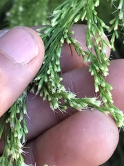 Eupatorium compositifolium