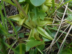 Pinguicula leptoceras