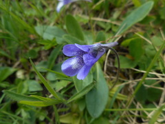 Pinguicula leptoceras