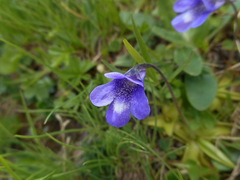 Pinguicula leptoceras