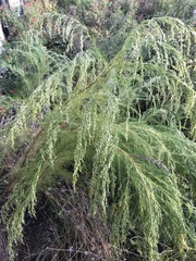 Eupatorium compositifolium