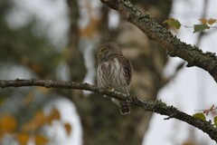 Glaucidium passerinum