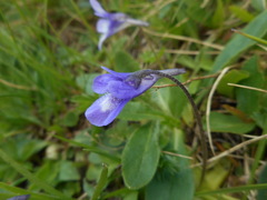 Pinguicula leptoceras