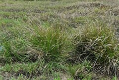 Carex appressa