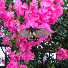 Troides aeacus formosanus