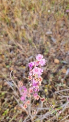Hypocalymma robustum