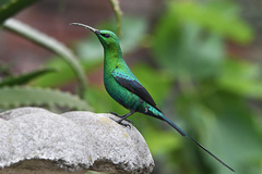 Nectarinia famosa famosa