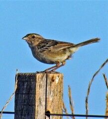 Ammodramus humeralis