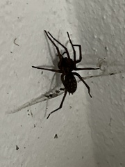Eratigena atrica
