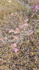 Hypocalymma robustum