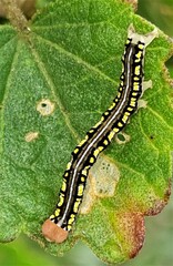 Rusicada combinans