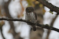 Glaucidium passerinum