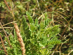 Astragalus penduliflorus