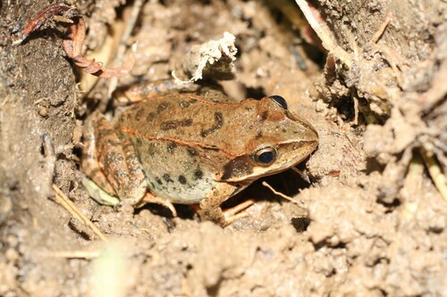 Taihang Brown Frog