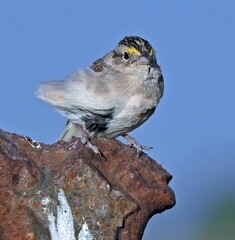 Ammodramus humeralis