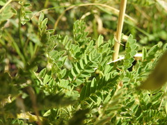 Astragalus penduliflorus