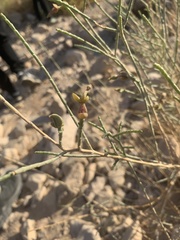 Haloxylon ammodendron