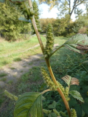 Amaranthus powellii