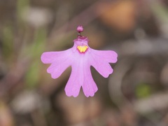Utricularia multifida