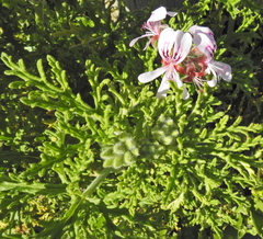 Pelargonium radens