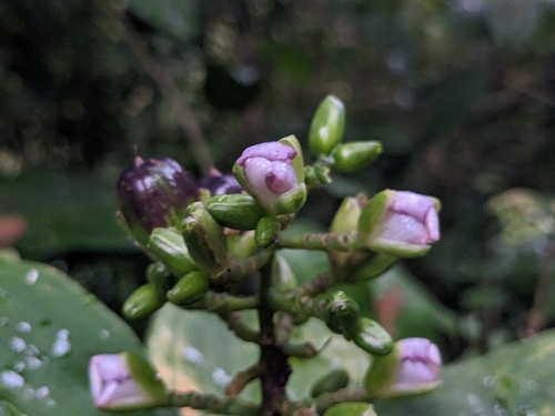 Dichorisandra amabilis (Dichorisandra amabilis)