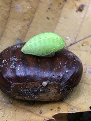 Apoda limacodes