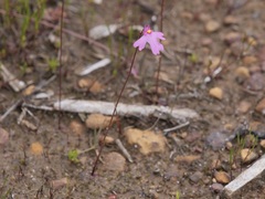 Utricularia multifida