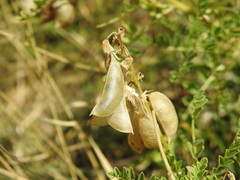 Astragalus penduliflorus