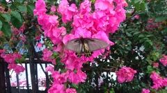 Troides aeacus formosanus