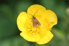 Cauchas rufimitrella